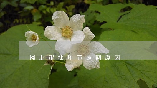 网上审批环节逾期原因 网上审批环节逾期原因