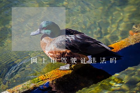 网上审驾驶证违法吗
