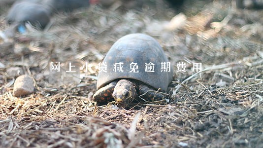 网上小贷减免逾期费用 网上小贷减免逾期费用