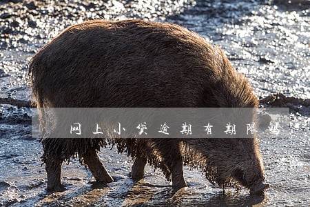 网上小贷逾期有期限吗 网上小贷逾期有期限吗