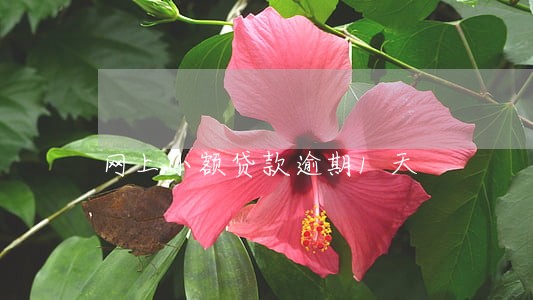 网上小额贷款逾期1天 网上小额贷款逾期1天