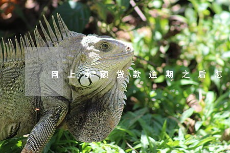 网上小额贷款逾期之后怎么还 网上小额贷款逾期之后怎么还