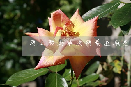 网上帮助解决网贷逾期是真的吗
