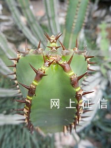 网上征信报告会显示逾期吗 网上征信报告会显示逾期吗