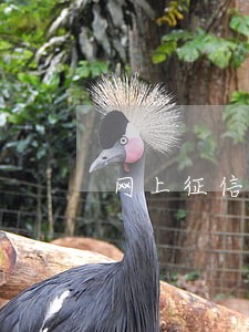 网上征信有逾期记录怎么办 网上征信有逾期记录怎么办