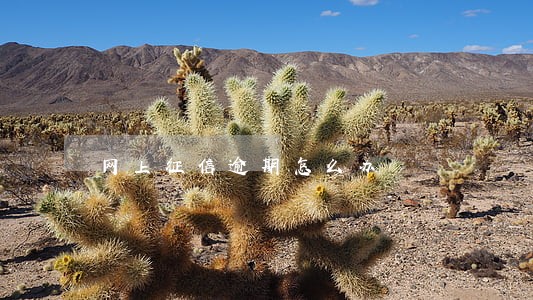 网上征信逾期怎么办 网上征信逾期怎么办