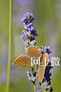 网上微贷逾期了怎么还贷 网上微贷逾期了怎么还贷