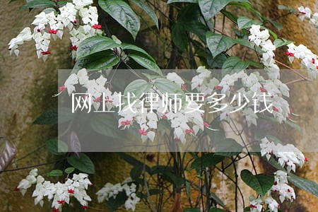 网上找律师要多少钱 网上找律师要多少钱
