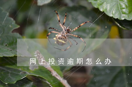 网上投资逾期怎么办 网上投资逾期怎么办