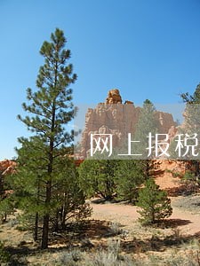 网上报税逾期未报怎么办 网上报税逾期未报怎么办