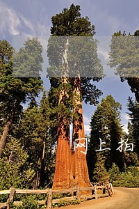 网上拍卖需注意什么意思 网上拍卖需注意什么意思