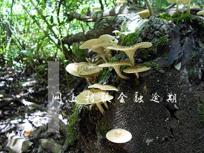 网上招联金融逾期 网上招联金融逾期