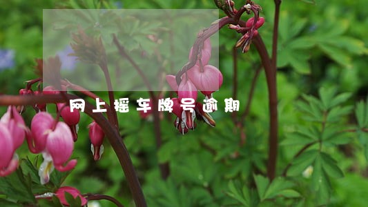 网上摇车牌号逾期 网上摇车牌号逾期