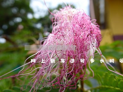 网上新车选号多长时间逾期 网上新车选号多长时间逾期