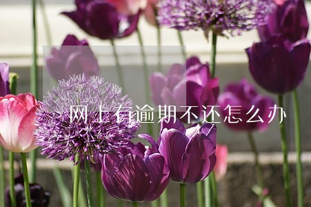 网上有逾期不还怎么办 网上有逾期不还怎么办