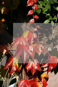 网上有逾期记录能贷款买房吗 网上有逾期记录能贷款买房吗