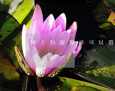 网上有逾期还可以借钱吗 网上有逾期还可以借钱吗