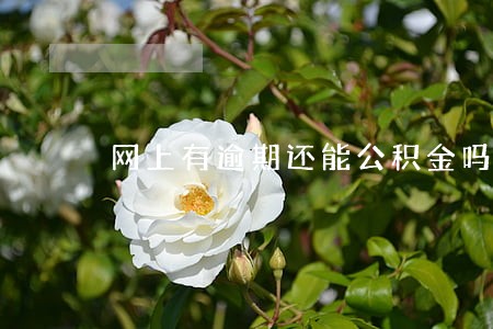 网上有逾期还能公积金吗