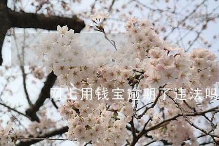 网上用钱宝逾期了违法吗