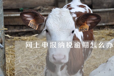 网上申报纳税逾期怎么办