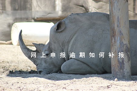 网上申报逾期如何补报 网上申报逾期如何补报