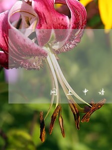 网上申请信用卡征信没逾期