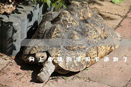 网上申请的信用卡逾期了会怎么样 网上申请的信用卡逾期了会怎么样