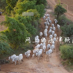 网上的法律顾问有效吗 网上的法律顾问有效吗