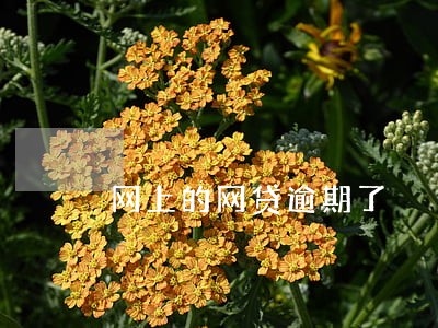 网上的网贷逾期了 网上的网贷逾期了