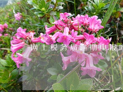 网上税务局逾期申报吗