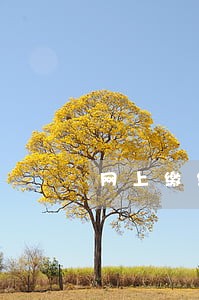 网上缴纳专利年费