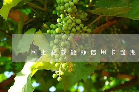 网上花钱能办信用卡逾期分期 网上花钱能办信用卡逾期分期