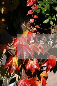 网上诉讼服务平台案号