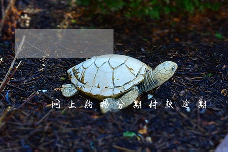 网上购物分期付款逾期 网上购物分期付款逾期