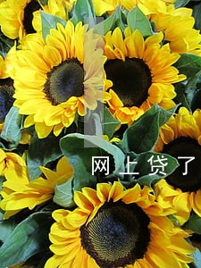 网上贷了5万元逾期 网上贷了5万元逾期