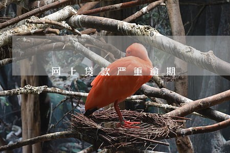 网上贷款严重逾期 网上贷款严重逾期