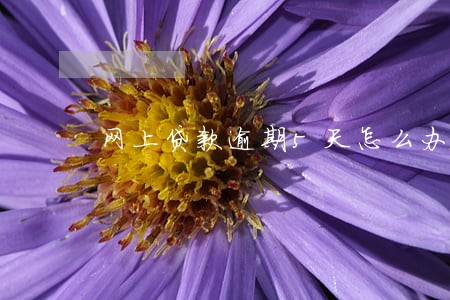 网上贷款逾期5天怎么办 网上贷款逾期5天怎么办