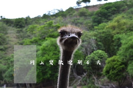 网上贷款逾期6天 网上贷款逾期6天