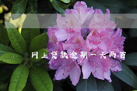 网上贷款逾期一天两百 网上贷款逾期一天两百