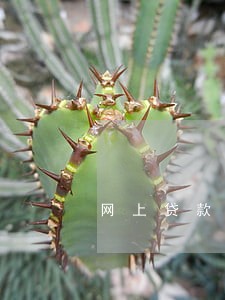 网上贷款逾期一年还清 网上贷款逾期一年还清