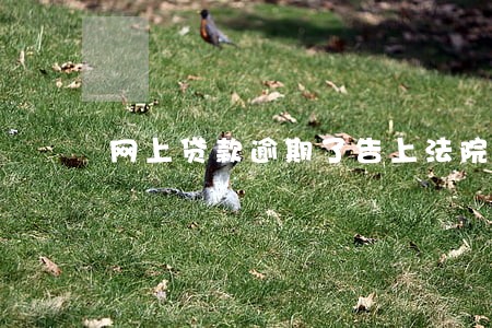 网上贷款逾期了告上法院怎么办