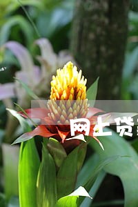 网上贷款逾期了被告有影响吗 网上贷款逾期了被告有影响吗