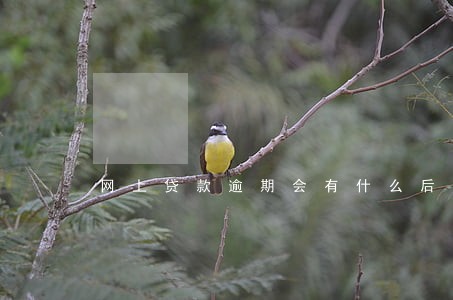 网上贷款逾期会有什么后果 网上贷款逾期会有什么后果