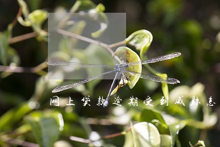 网上贷款逾期受到威胁怎么办 网上贷款逾期受到威胁怎么办