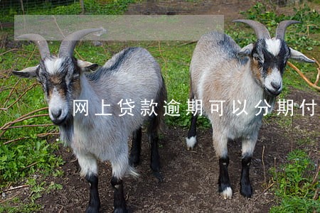 网上贷款逾期可以分期付款吗 网上贷款逾期可以分期付款吗