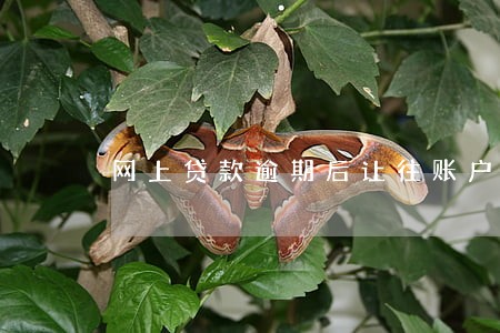 网上贷款逾期后让往账户打钱 网上贷款逾期后让往账户打钱