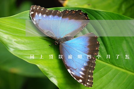 网上贷款逾期四个月了怎么办 网上贷款逾期四个月了怎么办