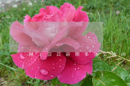 网上贷款逾期多久会寄函件