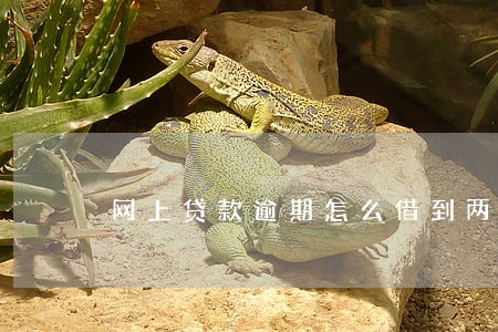 网上贷款逾期怎么借到两万