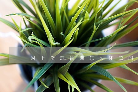 网上贷款逾期怎么还款吗 网上贷款逾期怎么还款吗
